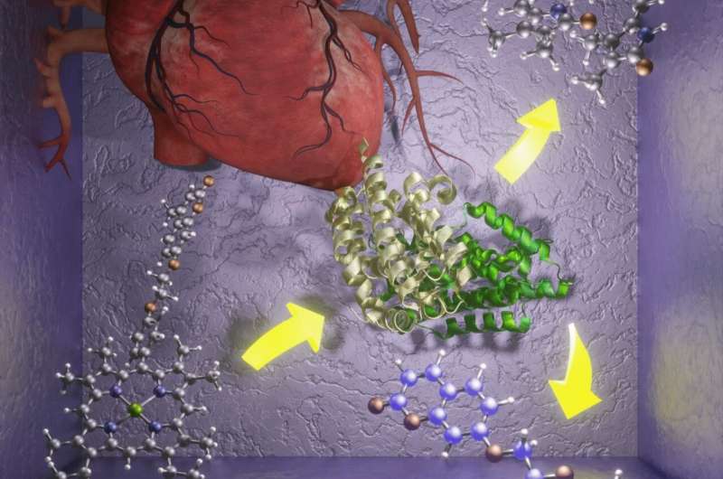 Cardiovascular disease could be diagnosed earlier with new glowing probe