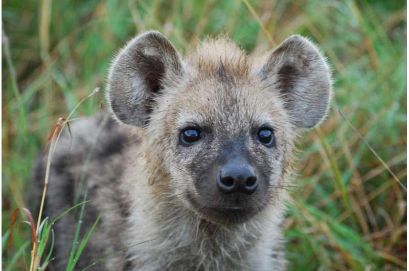 Cat-born parasite Toxoplasma induces fatally bold behavior in hyena cubs