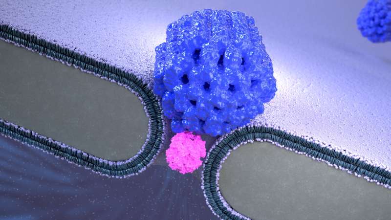 Molecular trap allows study of single proteins