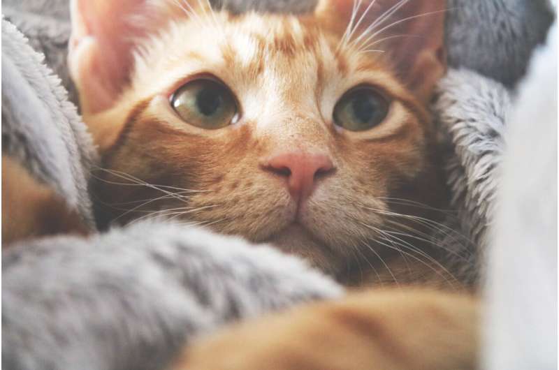Cats with round faces and big eyes might be cute, but you can't tell how they're feeling – new research
