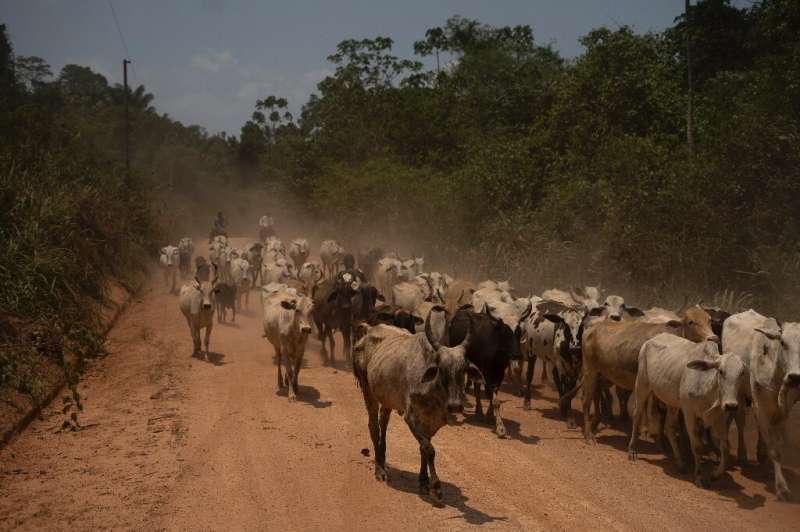 Cattle being driven along a public road through the Amazon rainforest in Sao Felix do Xingu, in Brazil's Para state