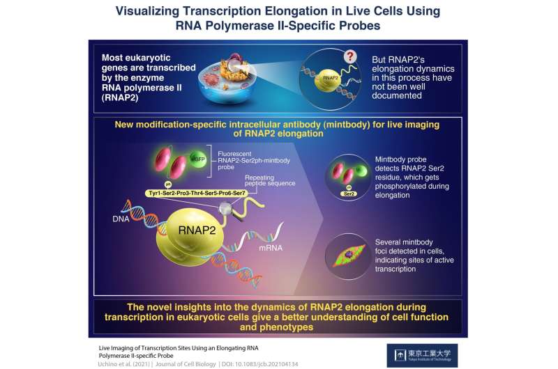 Caught on Camera: Live Imaging of Transcription Using Active RNA Polymerase II-Specific Probes