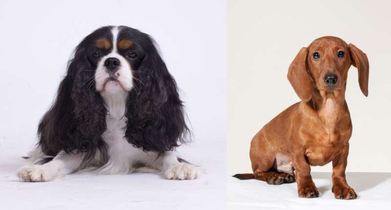 Cavalier King Charles spaniels carry more harmful genetic variants than other breeds