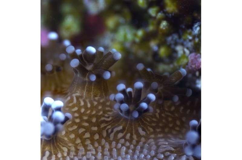 Cell atlas of stony corals is boost for coral reef conservation efforts