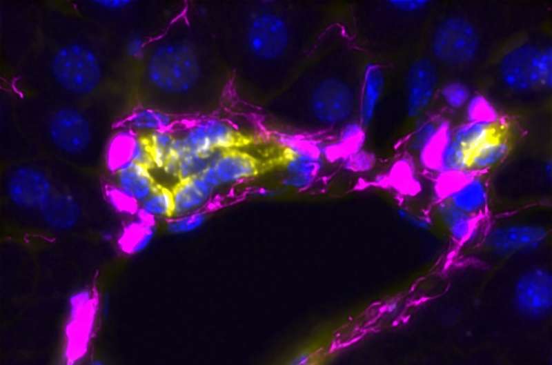 Cell-to-cell contacts control liver regeneration