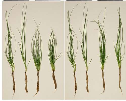 Cell wall remodeling enables fungal network development in grasses
