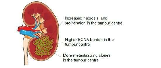 Cells from the centre of tumours most likely to spread around the body