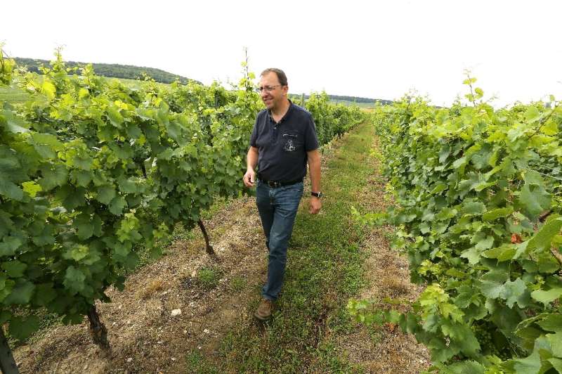 Champagne vines will have more space in future
