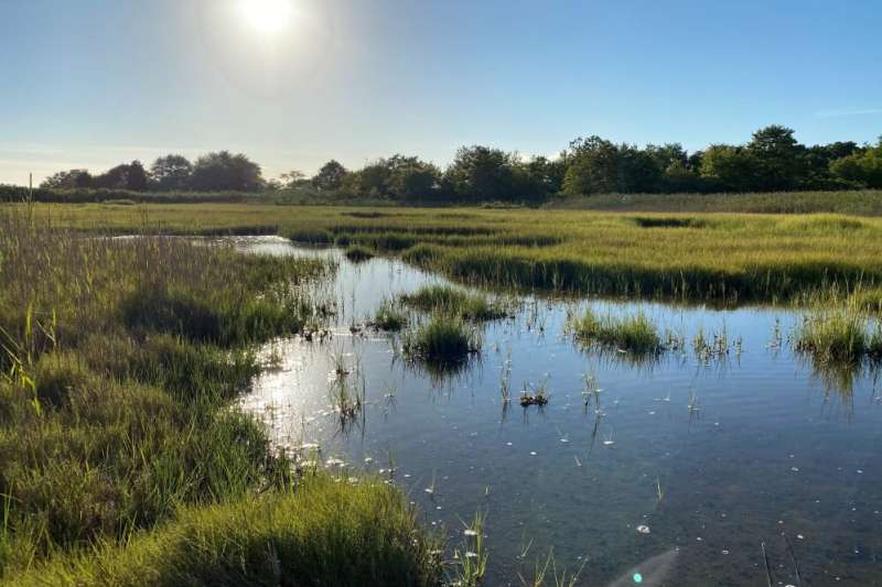 Changes to coastal wetlands could be altering carbon capture capacity