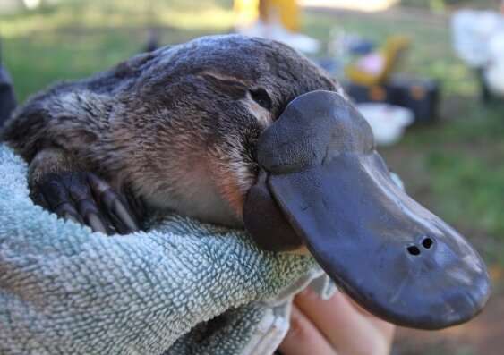 Changes to river flows are having a 'damming' impact on platypuses