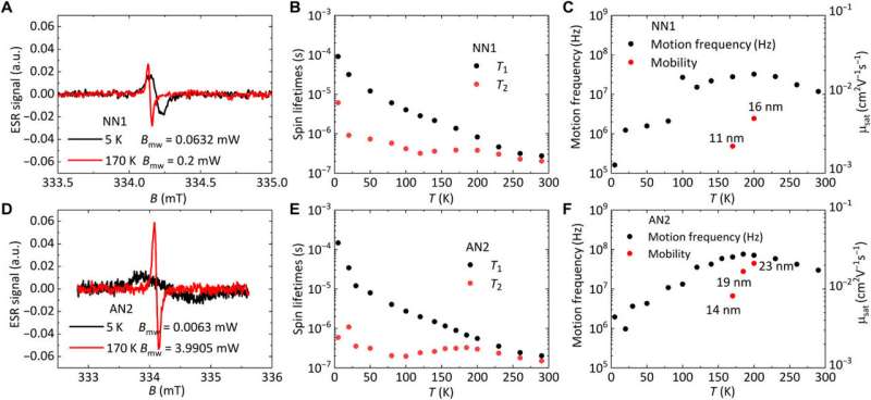 Charge transport physics of a unique class of rigid-rod conjugated polymers