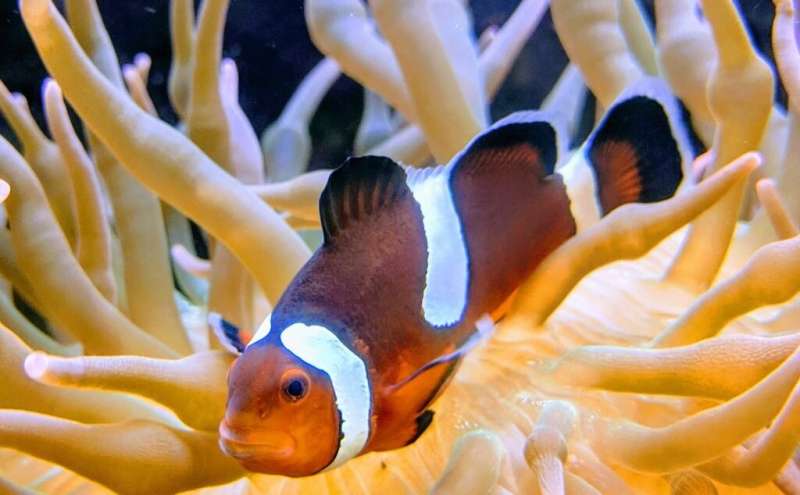 Chemical pollutants disrupt reproduction in anemonefish, study finds