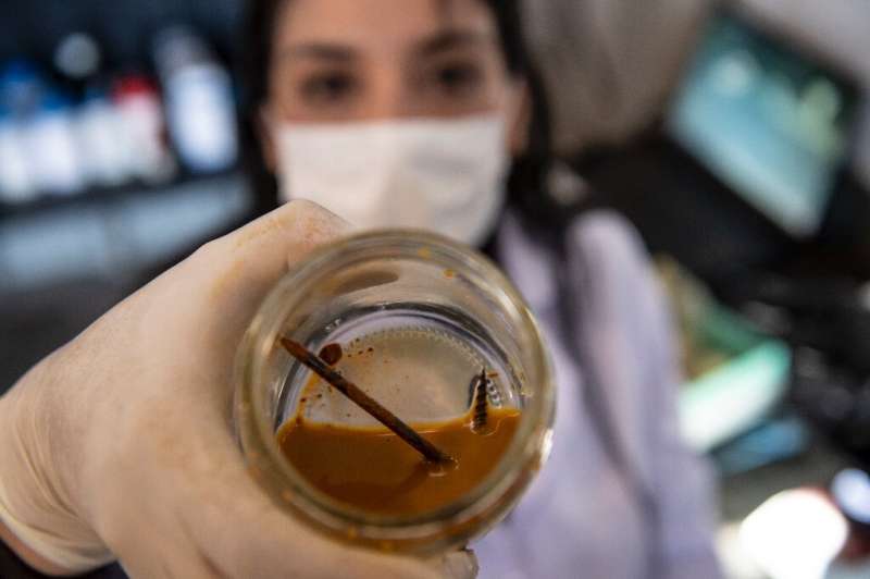 Chilean biotechnologist Nadac Reales shows a nail and screw inside a jar with metal-eater bacteria in her laboratory at a mining