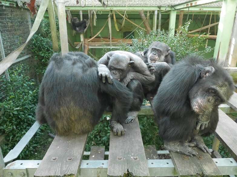 Chimpanzees unite against a common enemy