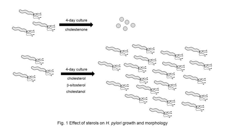 Cholestenone shows antibiotic properties against H. pylori