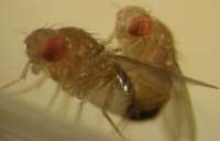 Choosy female fruit flies reproduce anyway