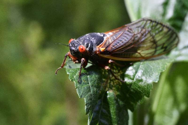 Cicadas do not bite or sting people, but they fly clumsily and often bump into cars, windows and people