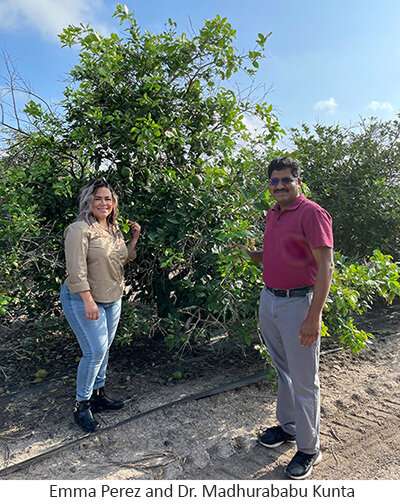 Citrus canker is back in Texas—but collaborative eradication efforts are underway.