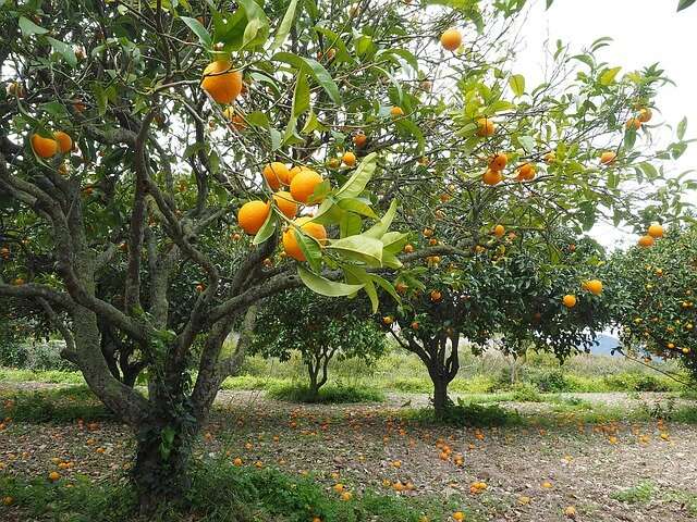 Citrus greening disease can infect an entire tree weeks before symptoms appear