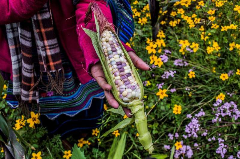 Classic milpa maize intercrop can help feed communities forgotten by development