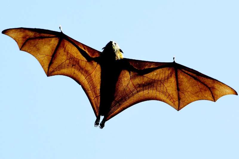 Climate change is increasingly taking its toll — flying foxes in Australia have been devastated by heatwaves