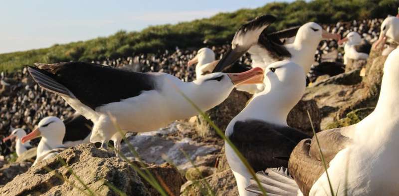 Climate change is making monogamous albatrosses divorce – new research