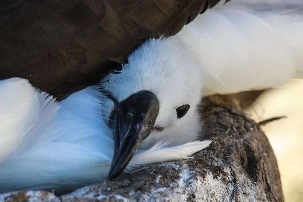 Climate change is making monogamous albatrosses divorce – new research