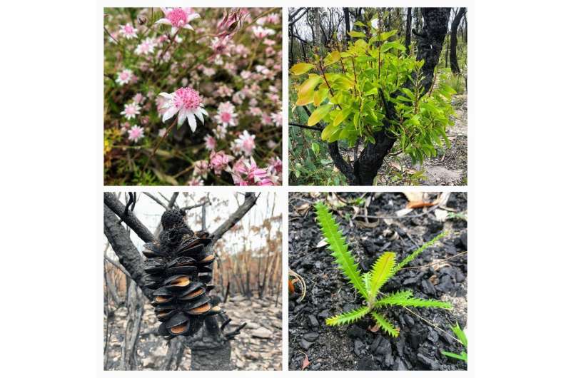 Climate change is testing the resilience of native plants to fire, from ash forests to gymea lilies