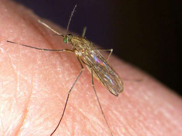Climate change makes West Nile virus outbreaks 'plausible' in UK