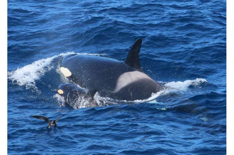 Clue to killer whale cluster