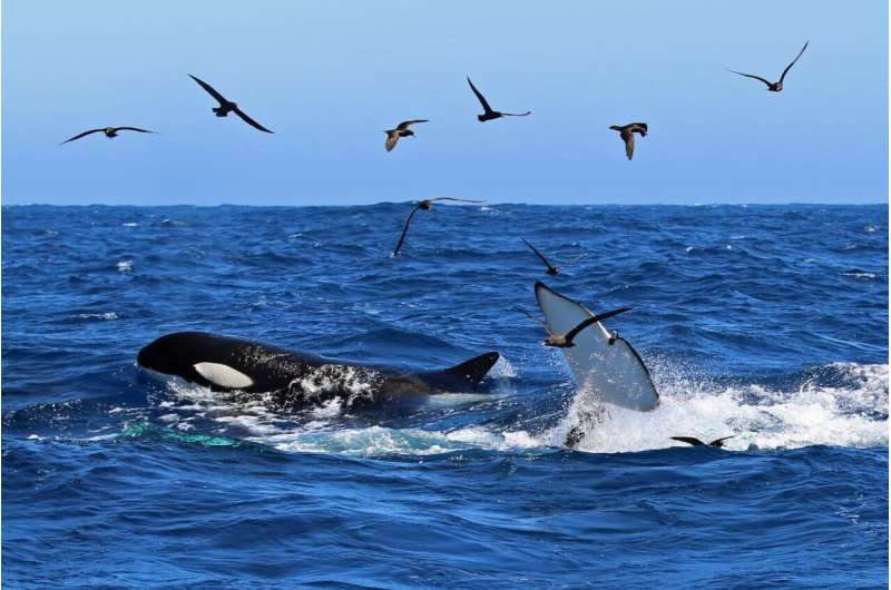 Clue to killer whale cluster