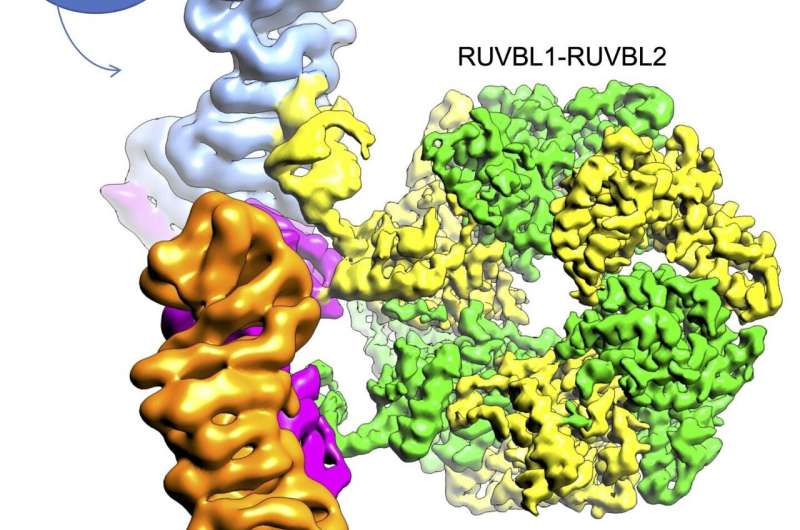 CNIO researchers help to decipher the structure of the large molecular machine that activates mTOR