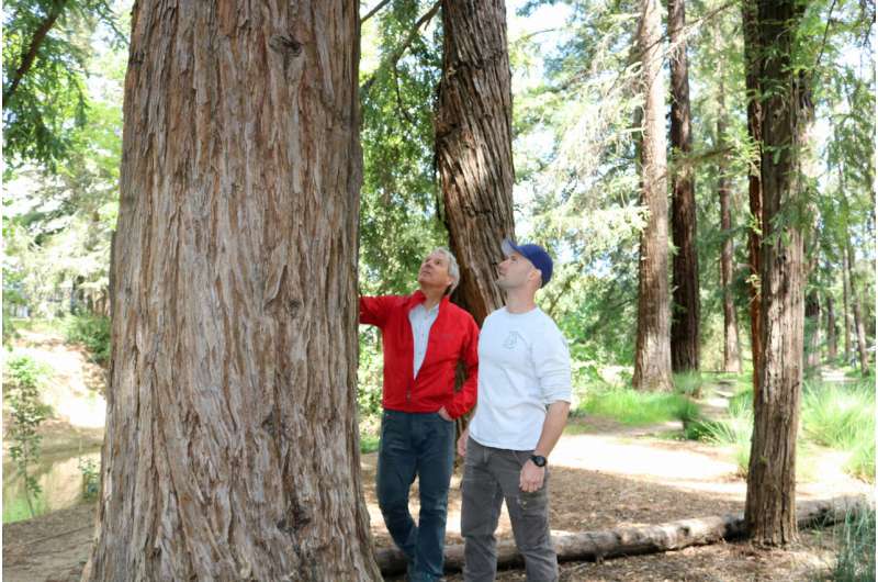Coast Redwood and Sequoia Genome Sequences Completed