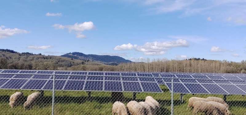 Combining solar panels and lamb grazing increases land productivity, study finds