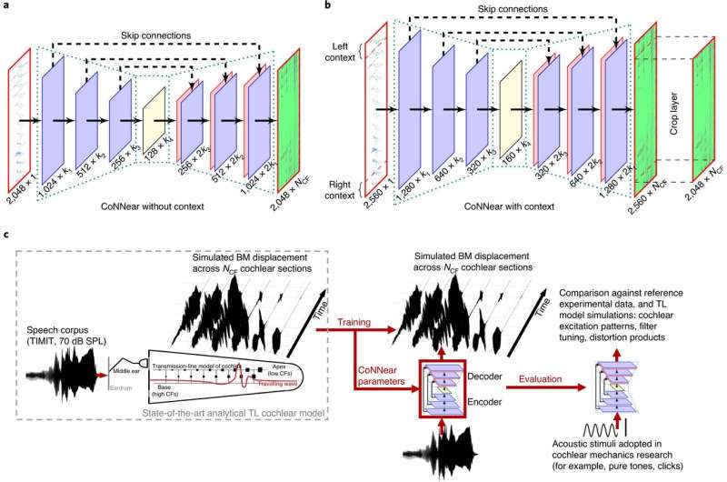 Combining convolutional neural network with computational neuroscience to simulate cochlear mechanics