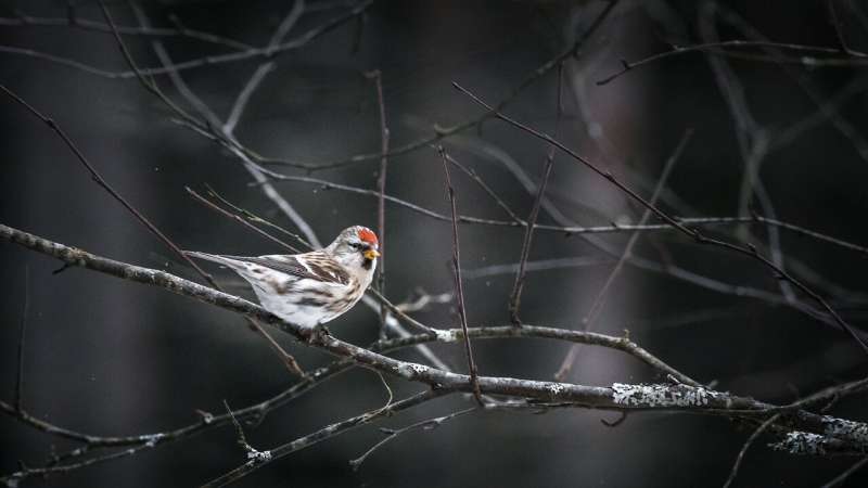 Common arctic finches are all the same species