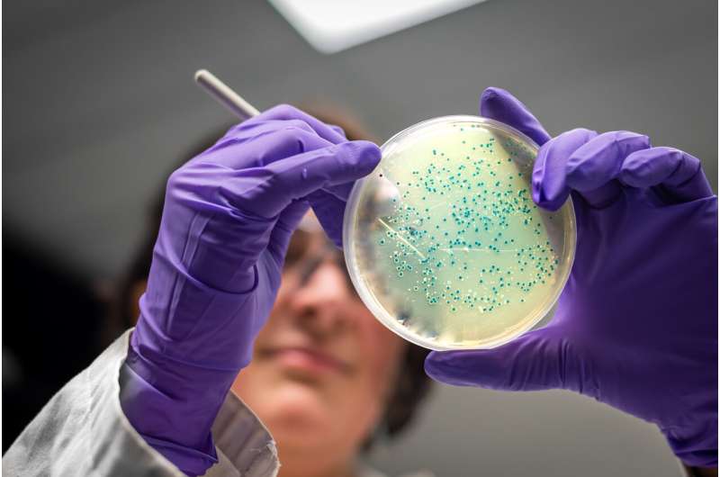 Common bacteria modified to make designer sugar-based drug