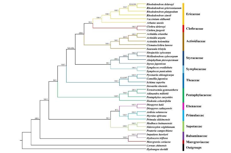 Complete chloroplast genome of Clethra fargesii franch, original sympetalous plant from Central China