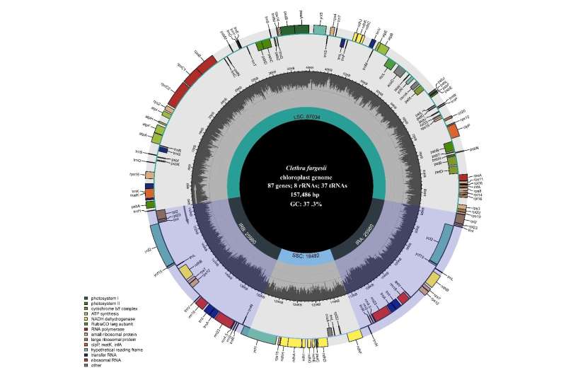 Complete chloroplast genome of Clethra fargesii franch, original sympetalous plant from Central China