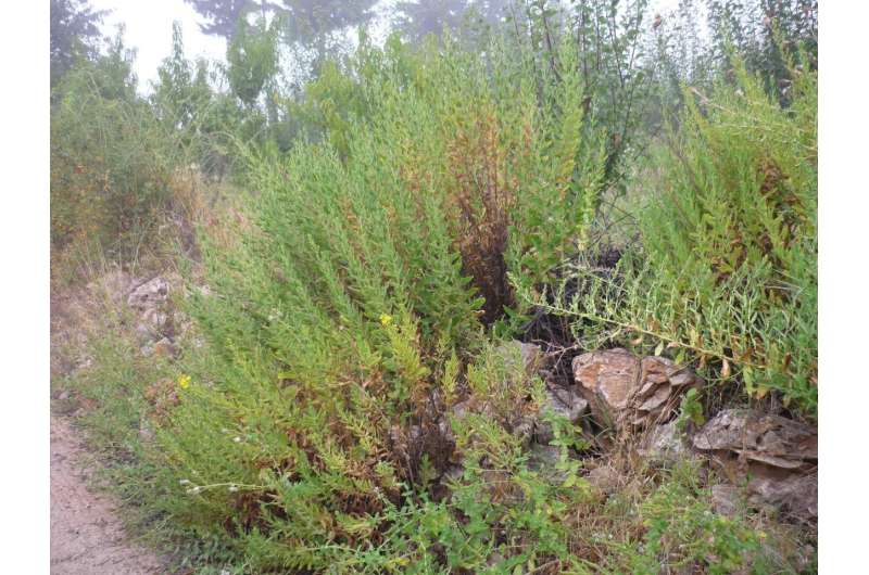 Compound from medicinal herb kills brain-eating amoebae in lab studies