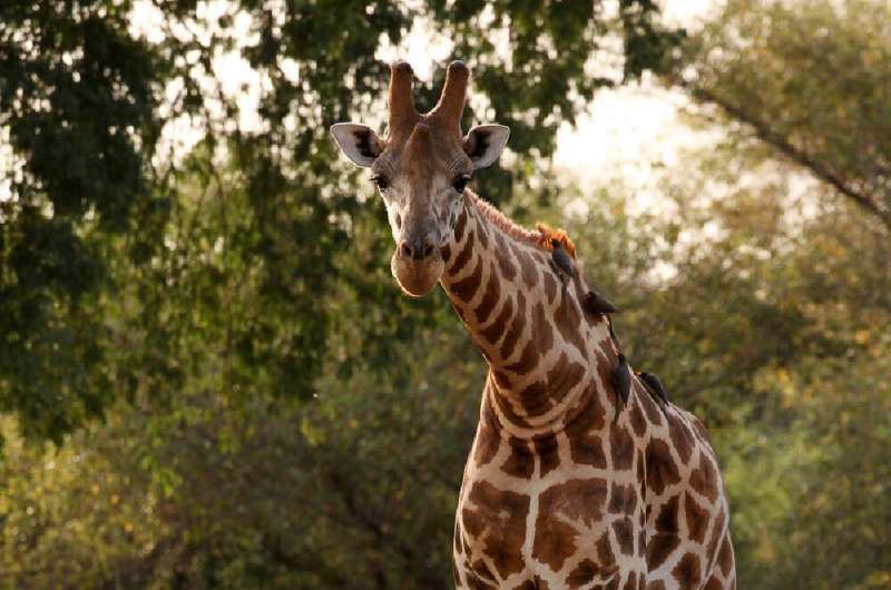 Comprehensive genetic analyses confirm four different giraffe species and seven subspecies
