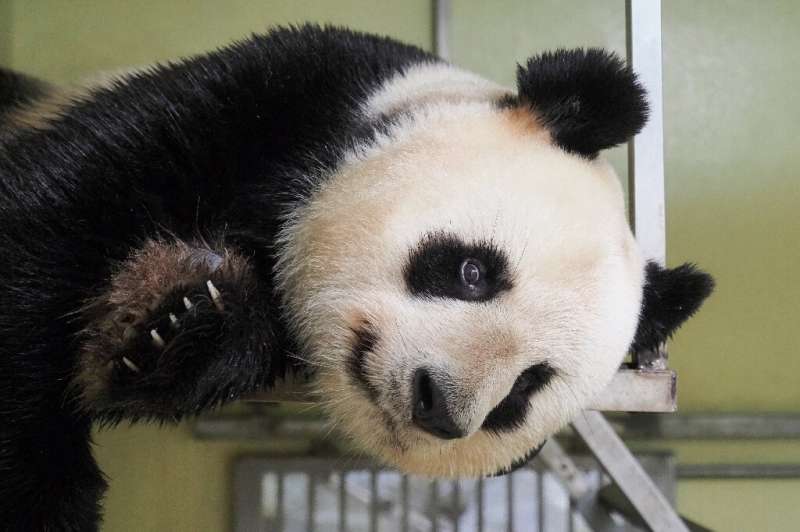Conception is quite rare because the female panda is in heat only once a year for about 48 hours