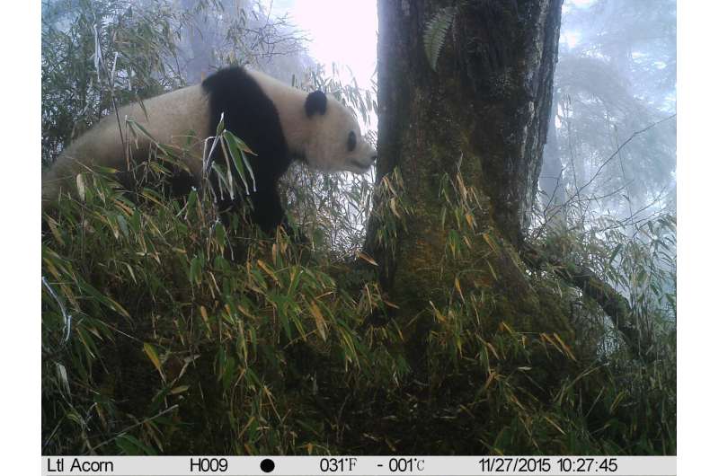 Conservation study: Fostering wanderlust benefits pandas