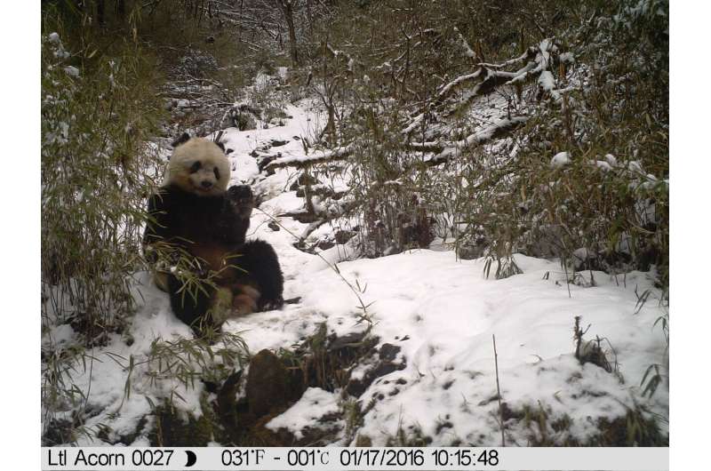 Conservation study: Fostering wanderlust benefits pandas