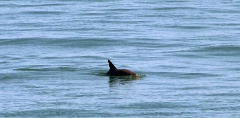 Conservationists believe there are only 10 vaquita porpoises left alive
