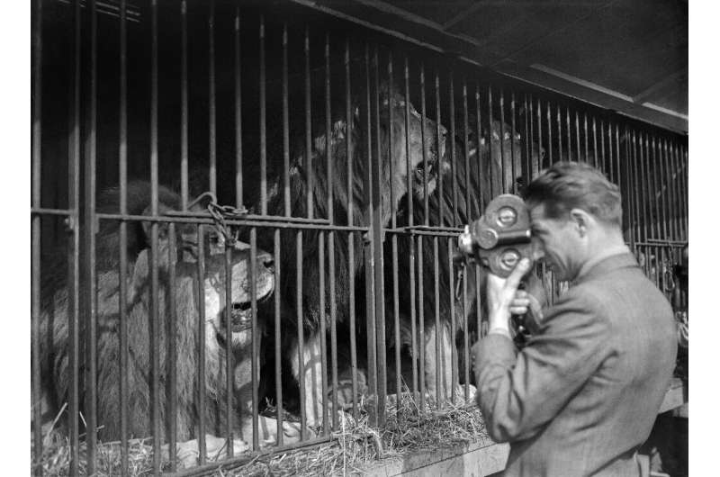 Consignado a la historia: La nueva ley prohibirá el uso de leones como los del Circo Amar en París de 1946.