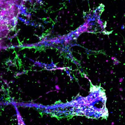 Controlled scar formation in the brain