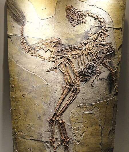 Cool oasis for Cretaceous feathered dinosaurs