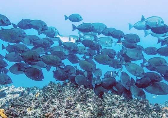 Cool water fish floundering as tropical fish invade temperate reefs