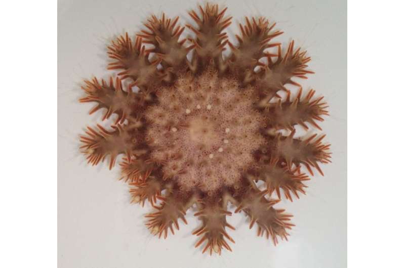 Coral fights back against crown of thorns starfish